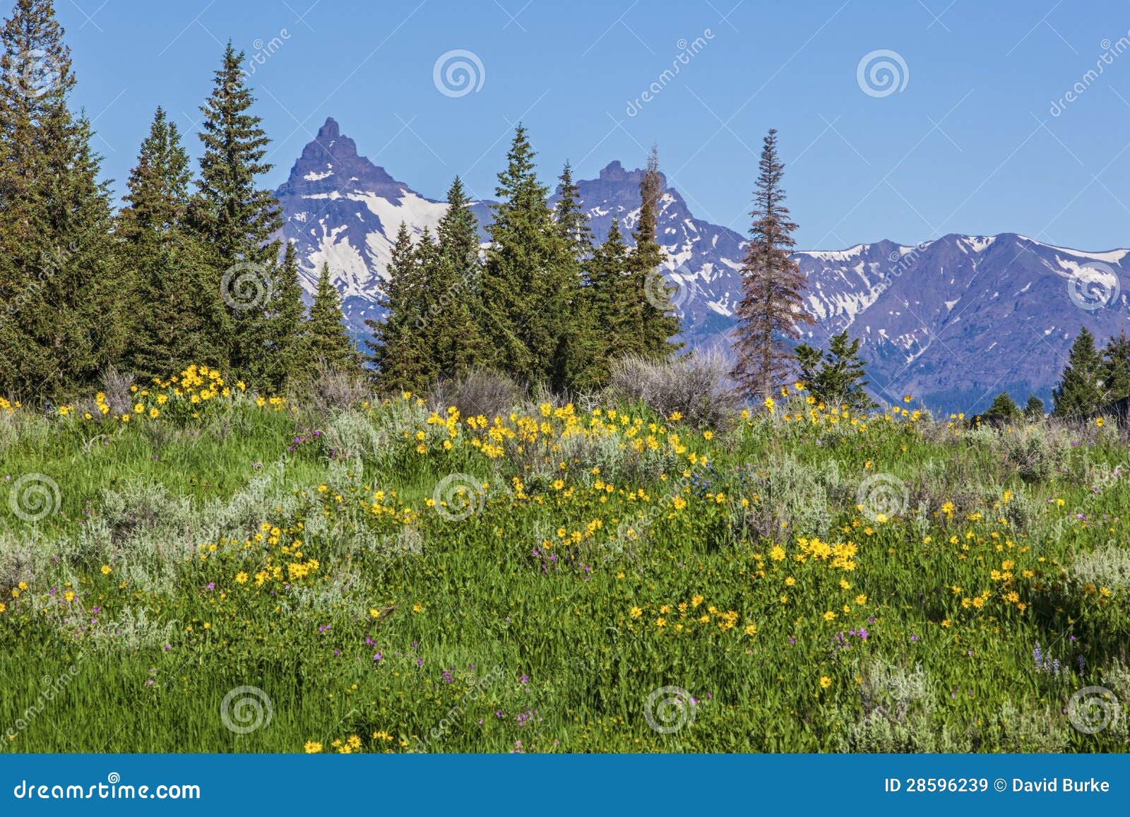 pilot index peak flower sunflower wildflower beartooth mountains