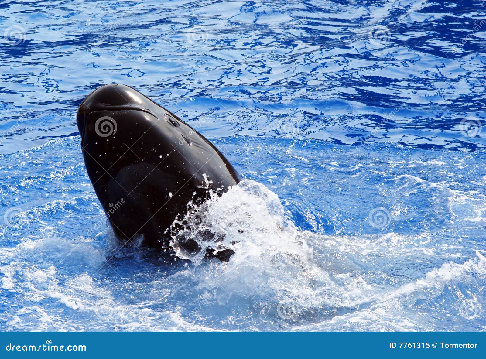 pilot whale performing tricks (globicephala melas)
