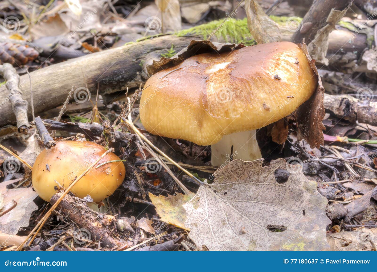 Pilz stinkender Russula stockbild. Bild von reif, geschmackvoll 77180637