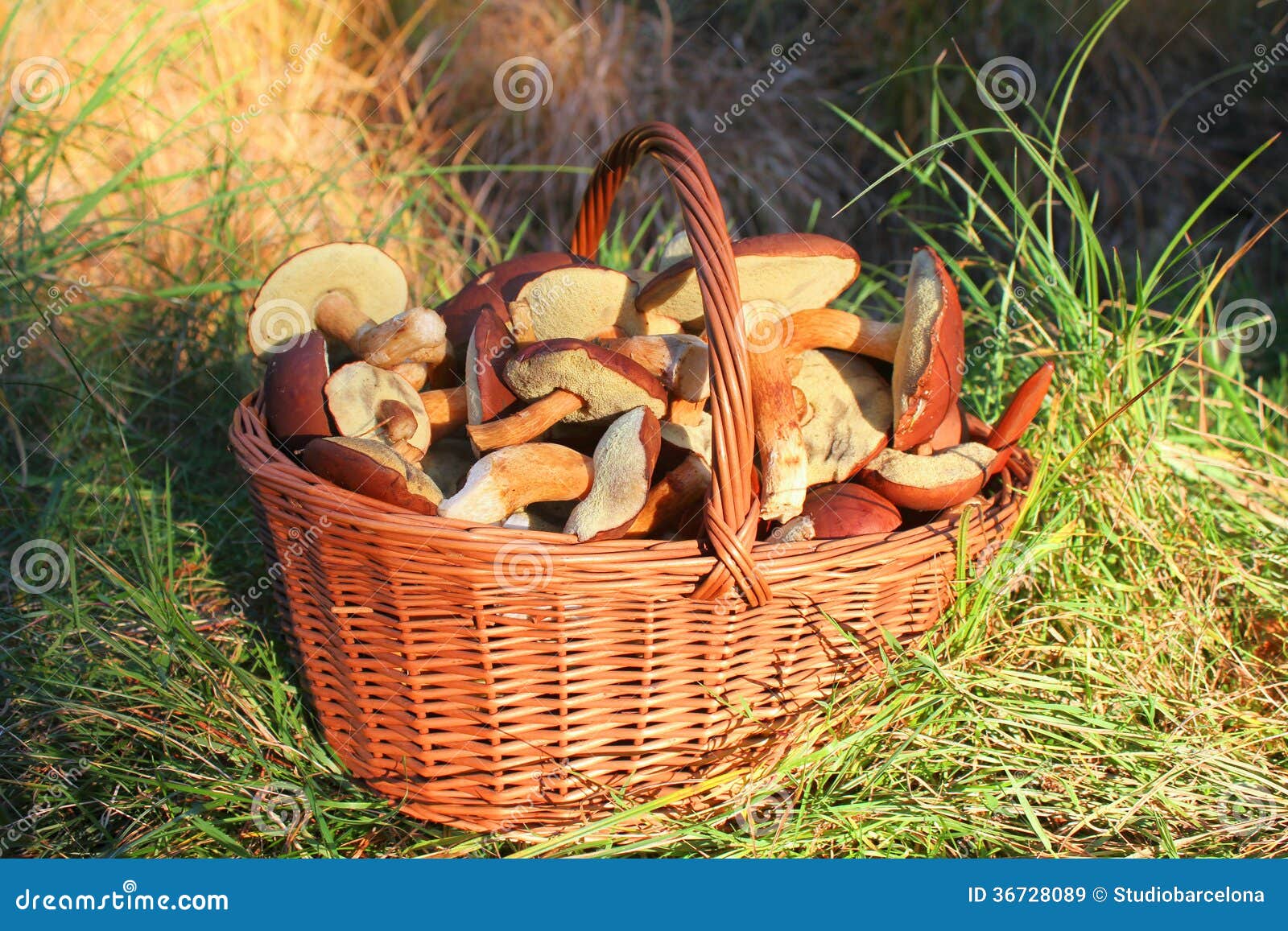 Pilze im Korb. Korb voll von Waldpilzen