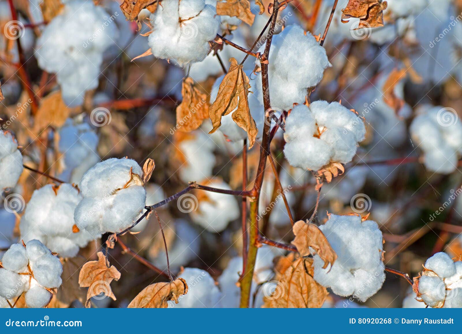 pima cotton field