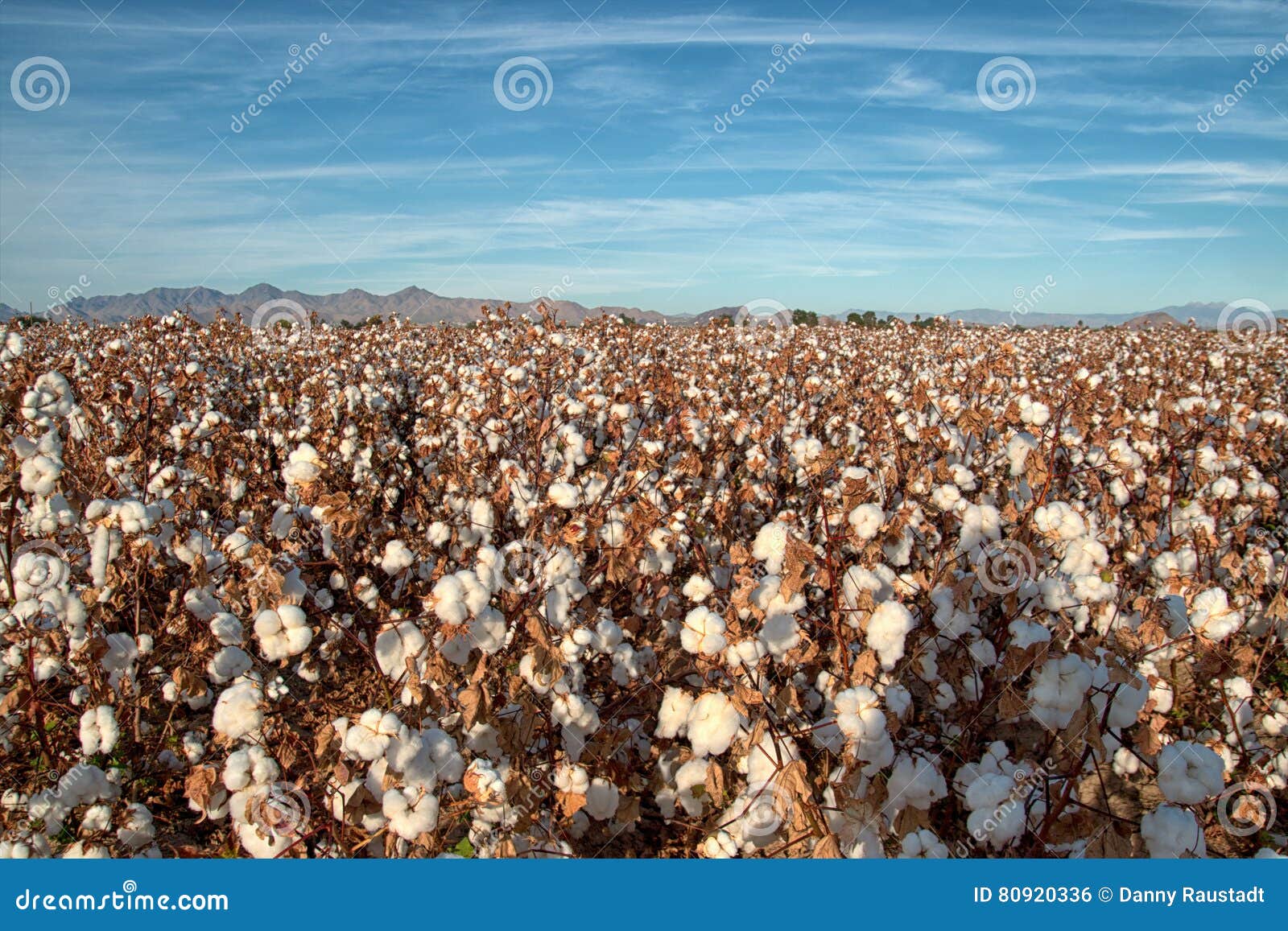 pima cotton field