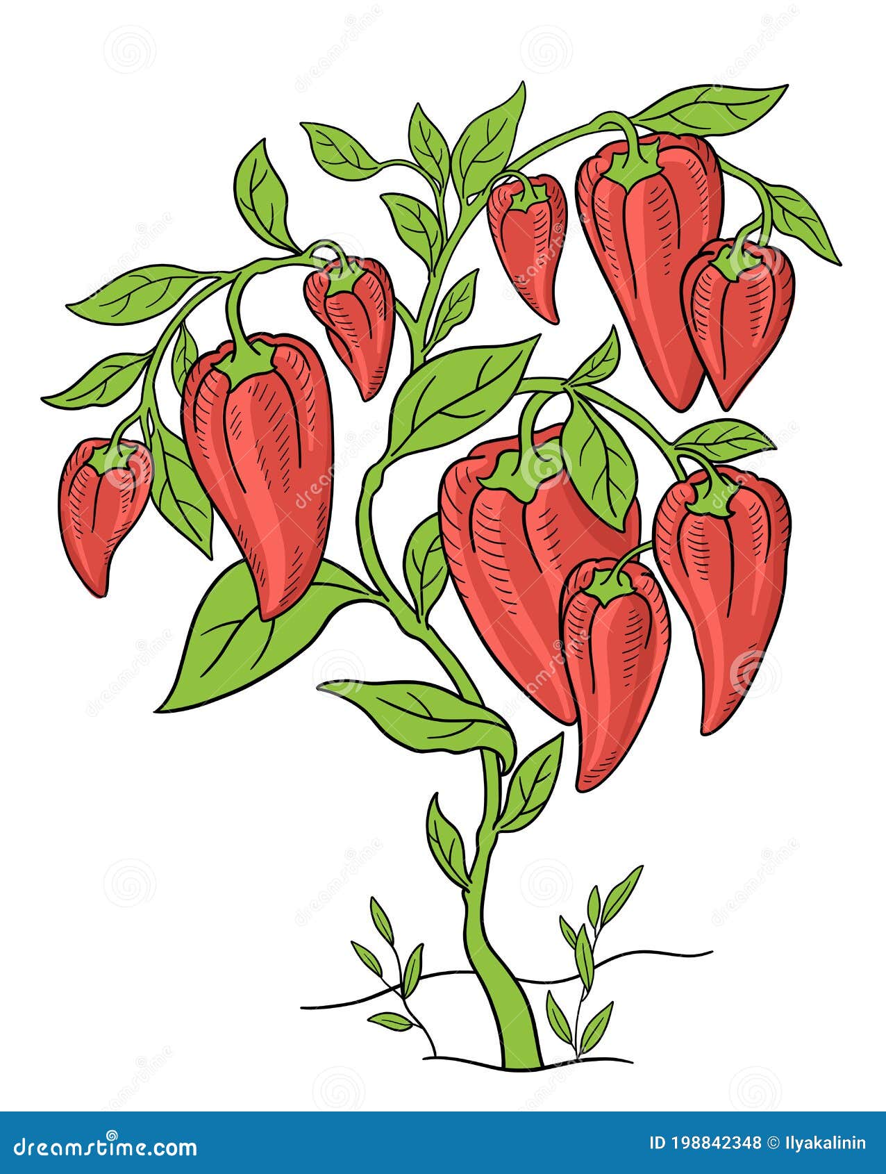Pimenta Vermelha Simples Desenho Vegetal imagem vetorial de lubo.ivanko©  649840214