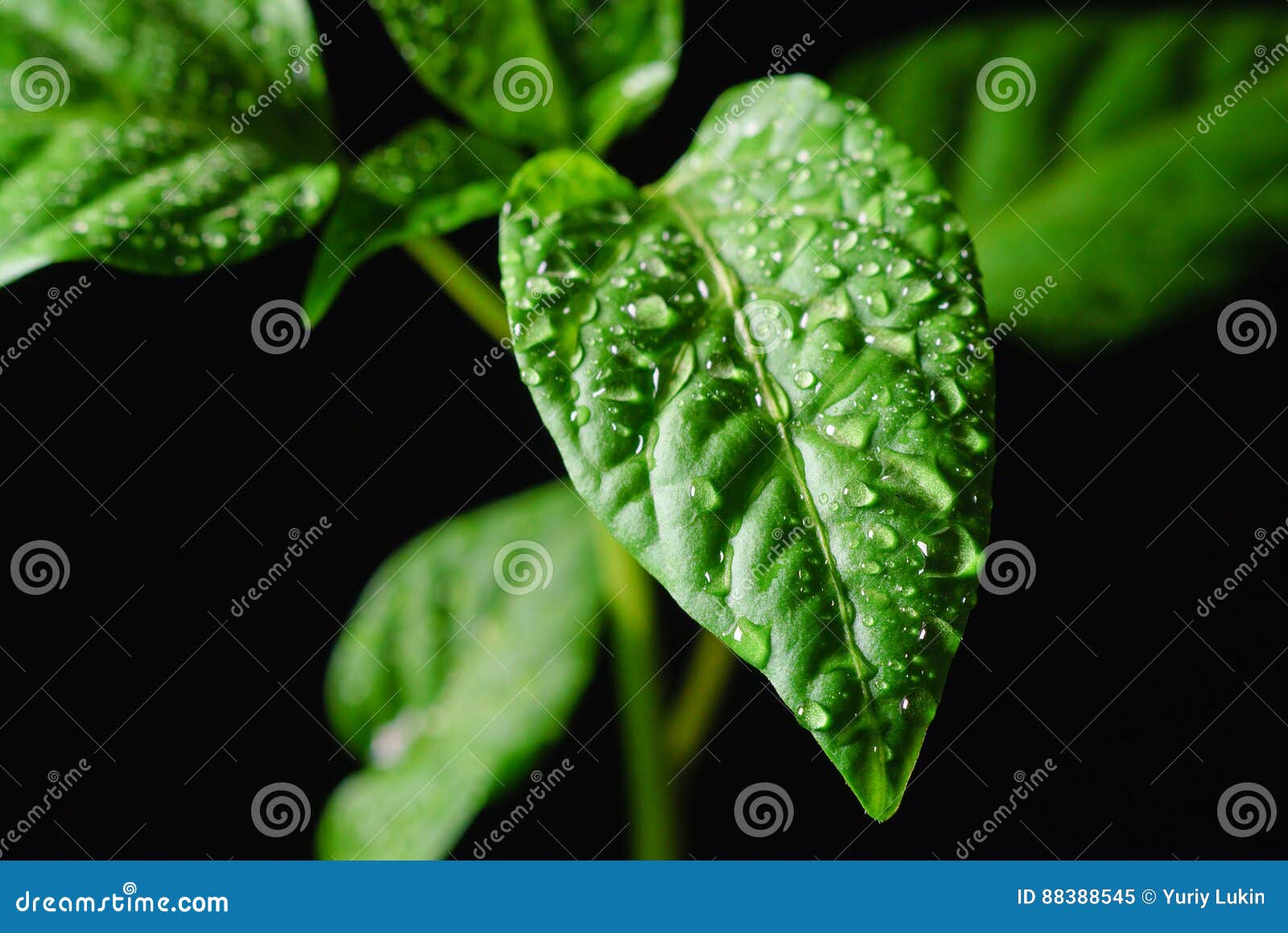 Pimenta da plântula em um fundo preto. Plântulas novas molhando da pimenta búlgara em um fundo preto