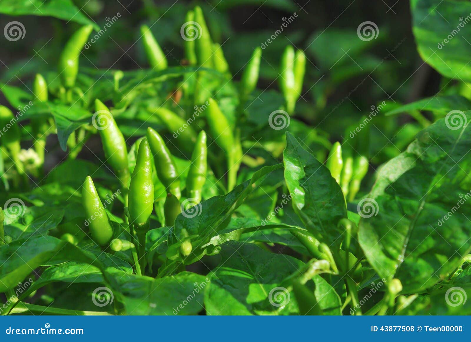 Pimientas verdes del chile picante o de chiles en un árbol