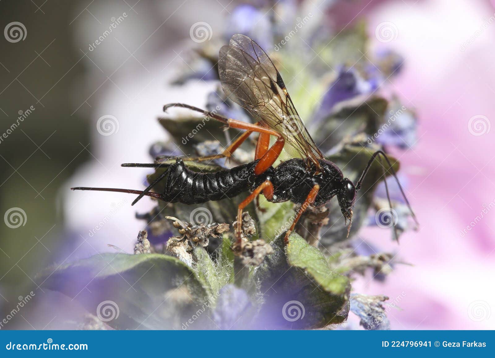 Pimpla Rufipes, the Black Slip Wasp Stock Image Image of black