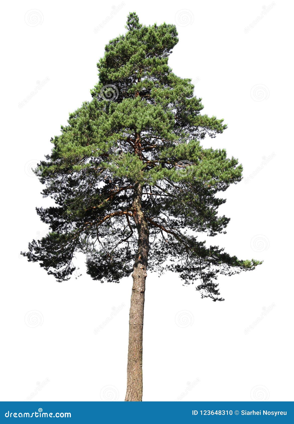 Pin Arbre De Conifere D Isolement Sur Le Fond Blanc Photo Stock Image Du Noel Foret