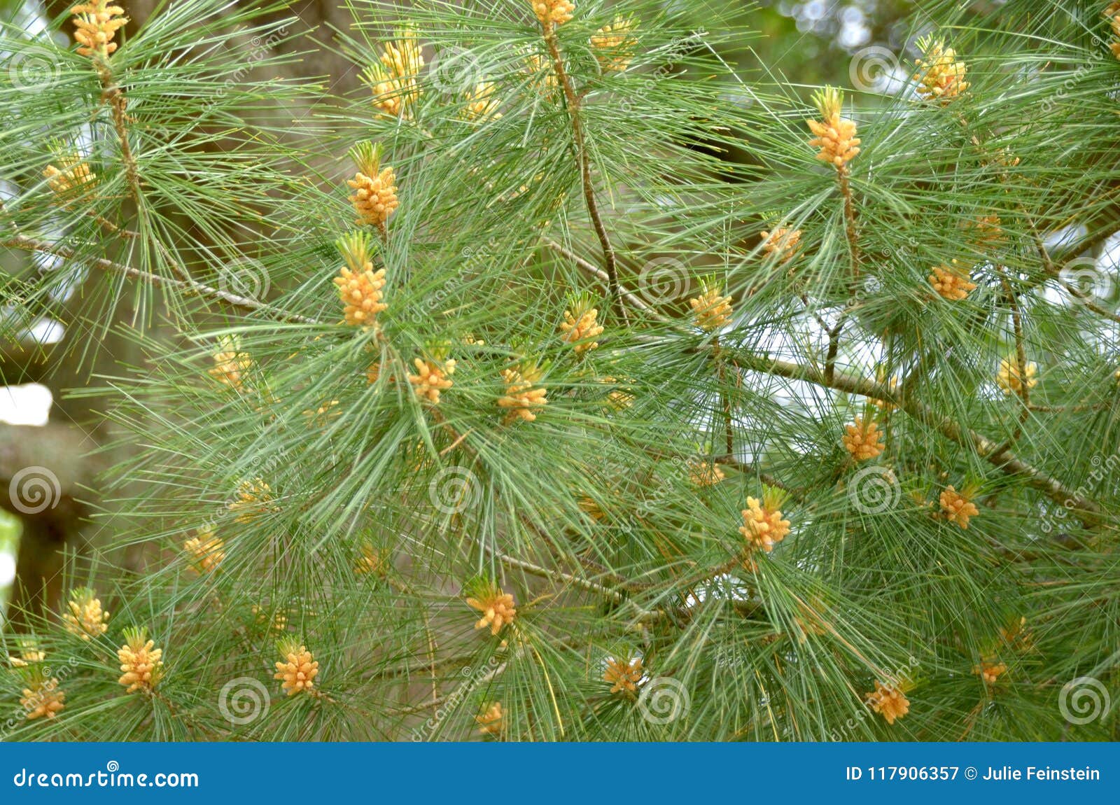 Cosses de pollen de pin image stock. Image du arbre - 109681835