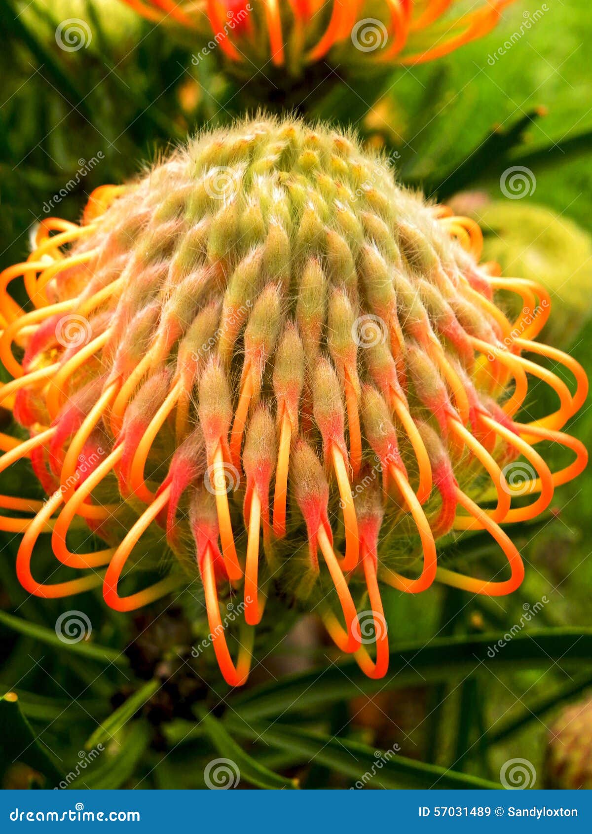 Pin Cushion Protea 3 stock image. Image of african, southern 57031489
