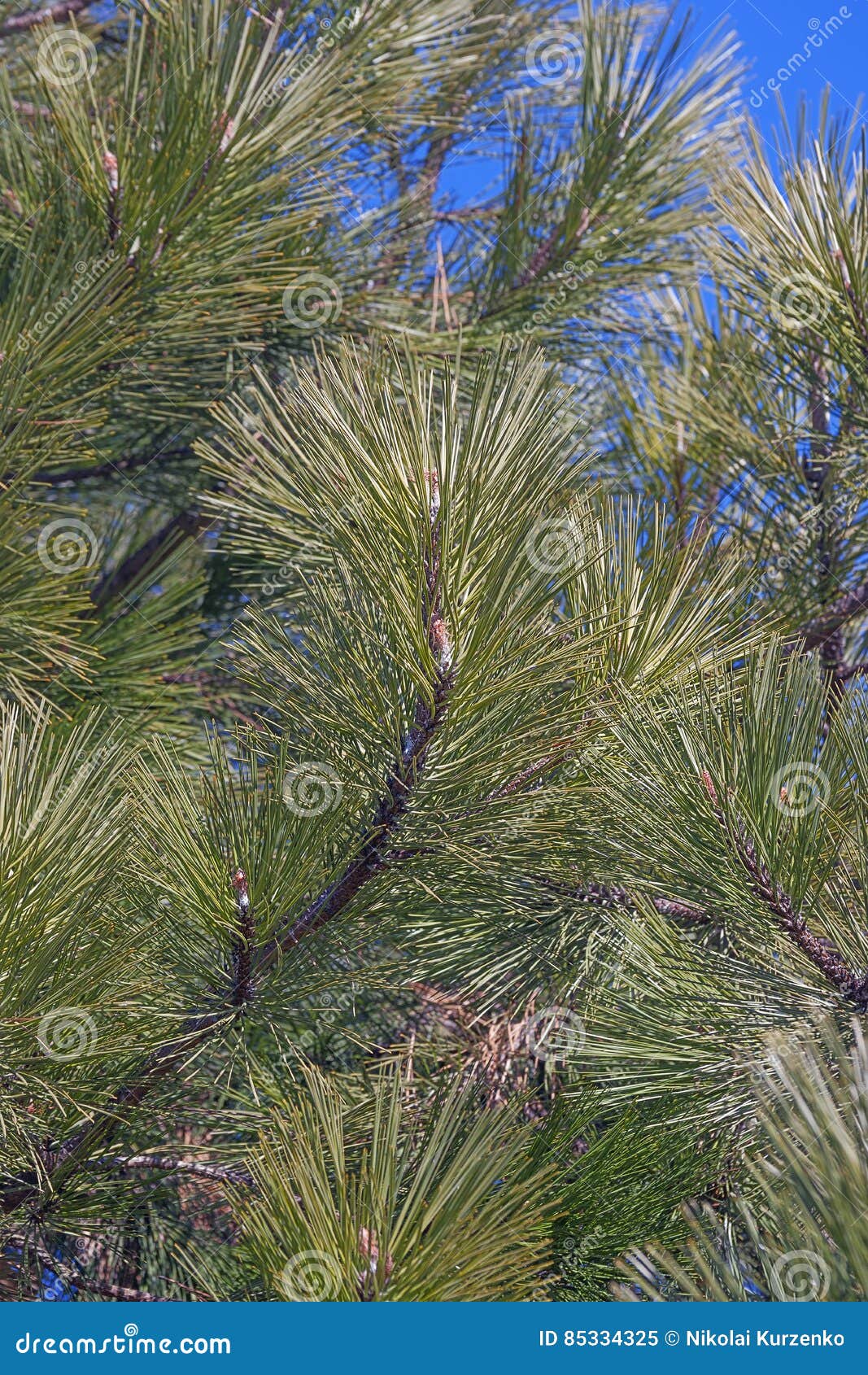 Pin de Ponderosa image stock. Image du verticale, nature 85334325