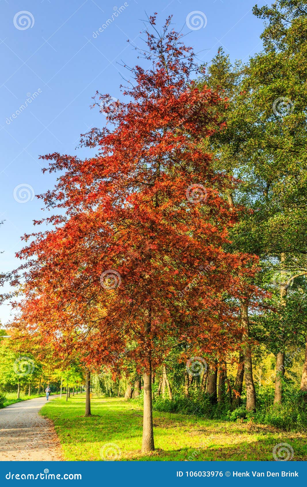 pin oak, quercus palustris as a street tree planted in the roadside
