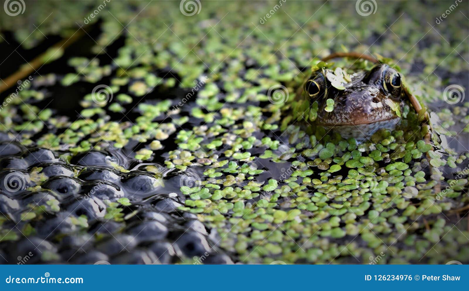 common frog guarding its spawn, in a garden pond.