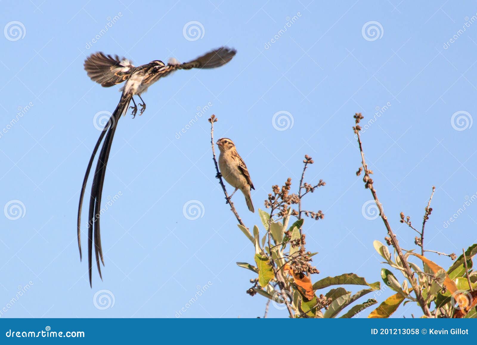 courtship rituals of the pin tailed whydah