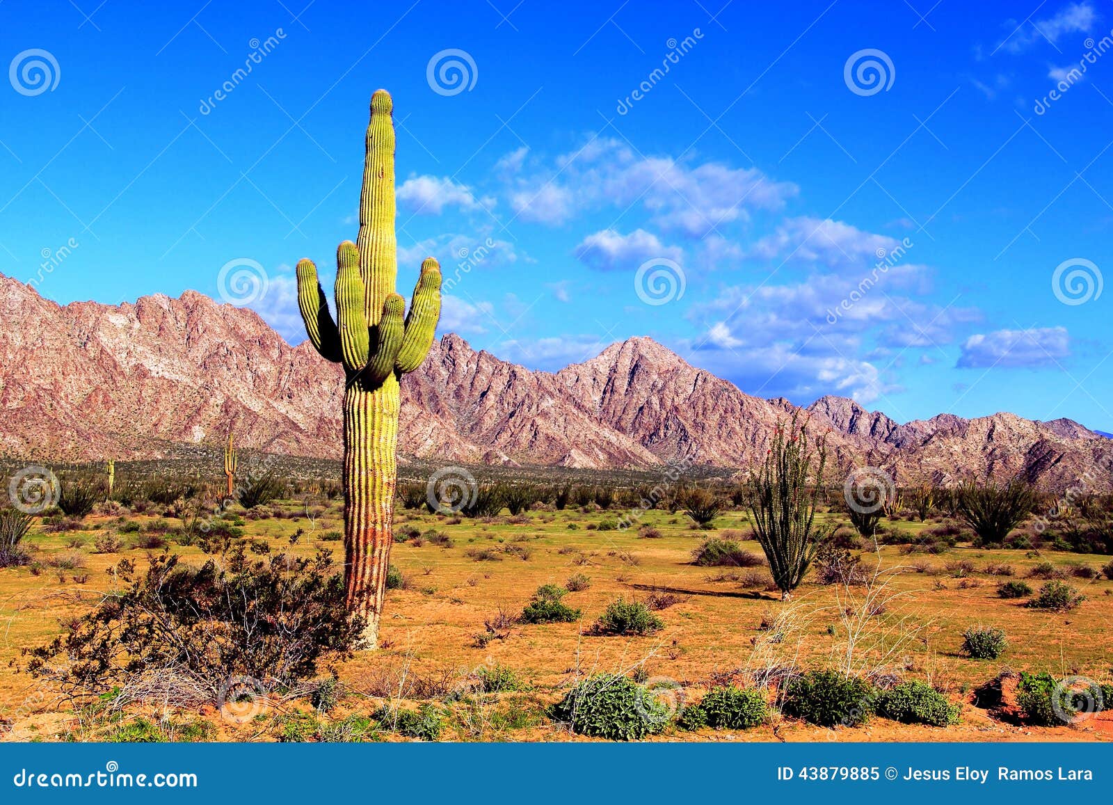 desert of pinacate park near puerto peÃÂ±asco, sonora, mexico viii