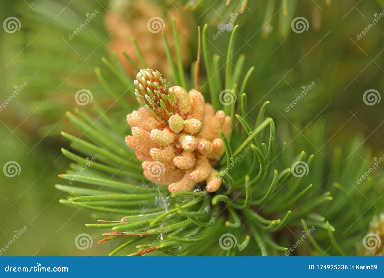 pinaceae with cone and blossom