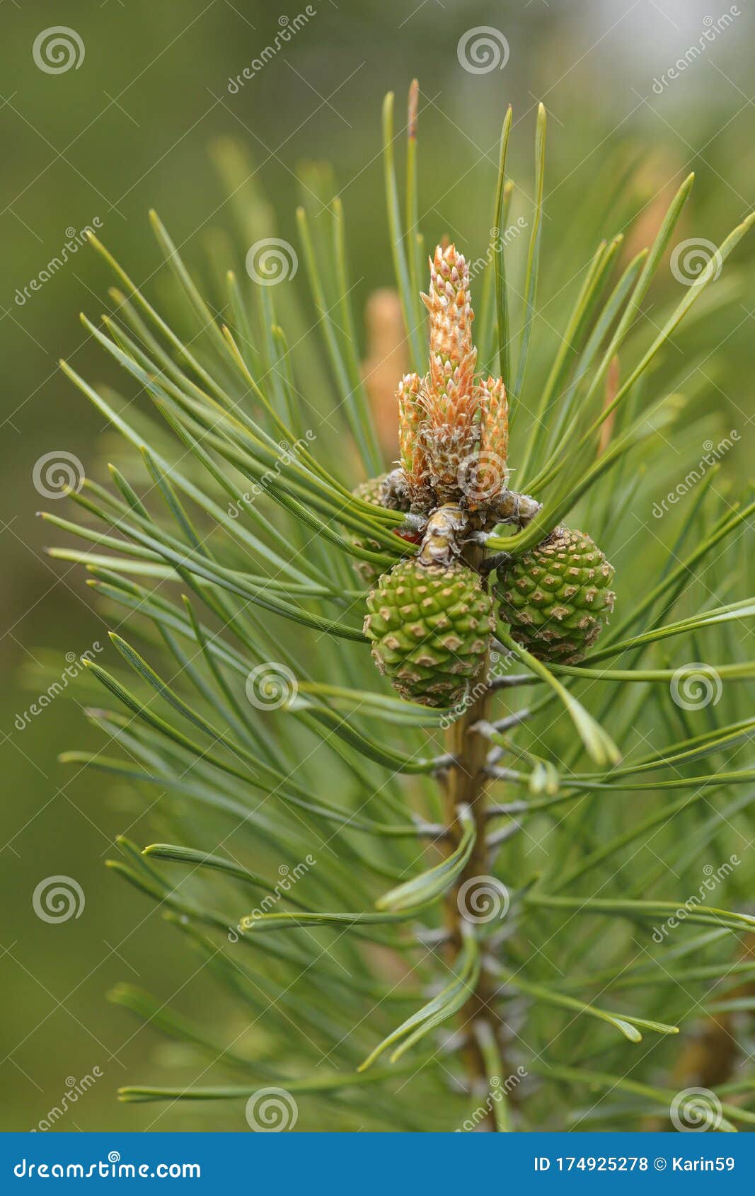 pinaceae with cone and blossom