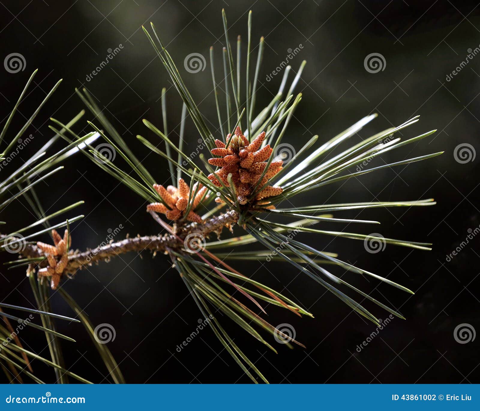 pinaceae and cone