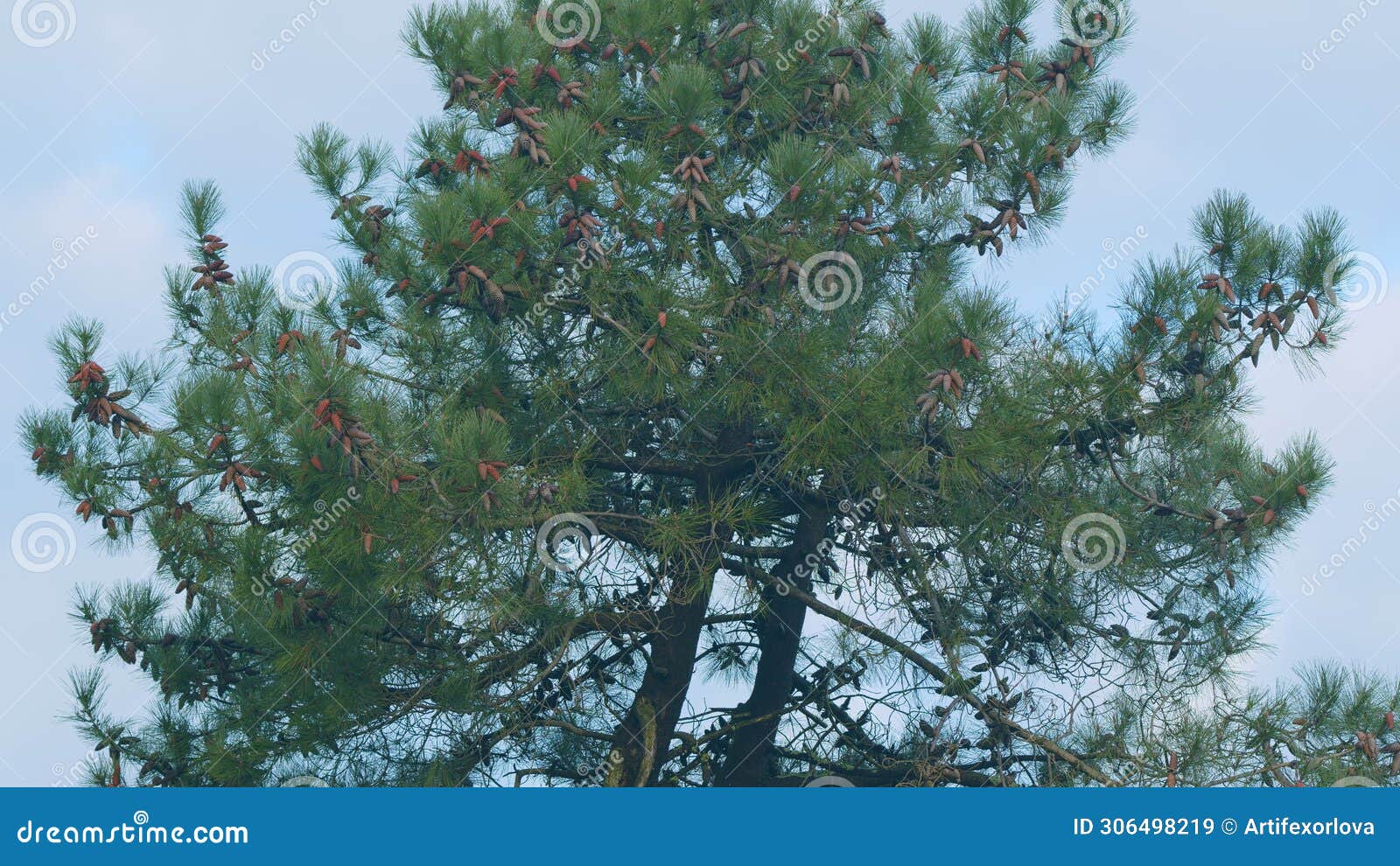 pinaceae family. pinus. pine branches swaying in the wind. static.