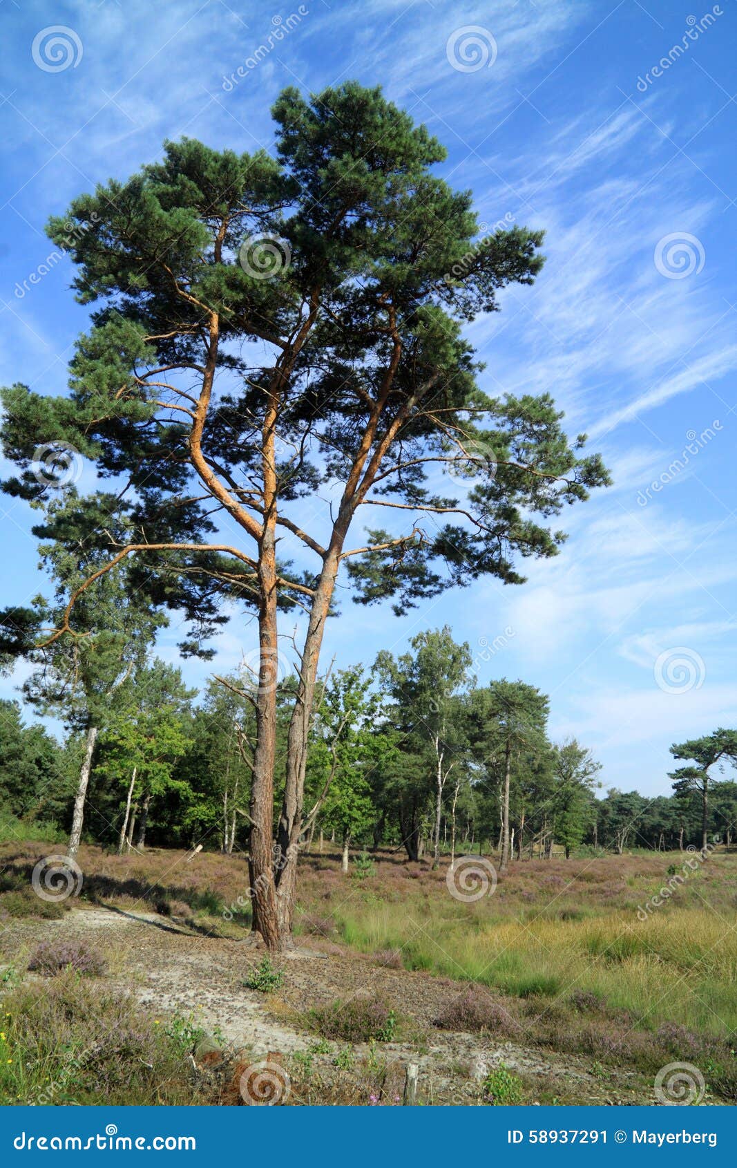 pinaceae tree and heath in europe