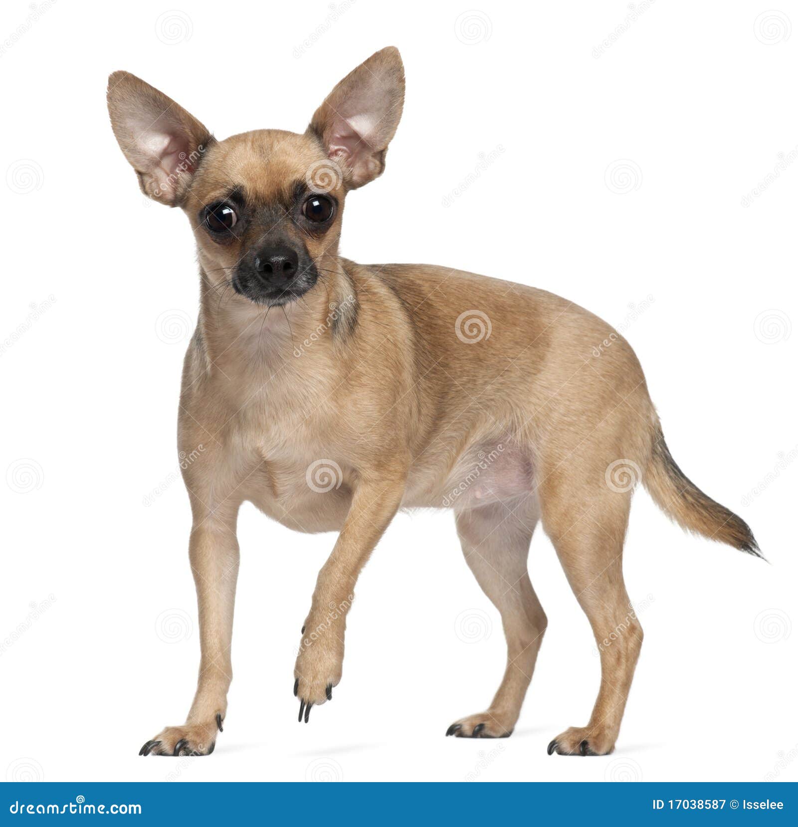 Pincher, O 1 Anos De Idade, Estando Imagem de Stock Imagem de soprado