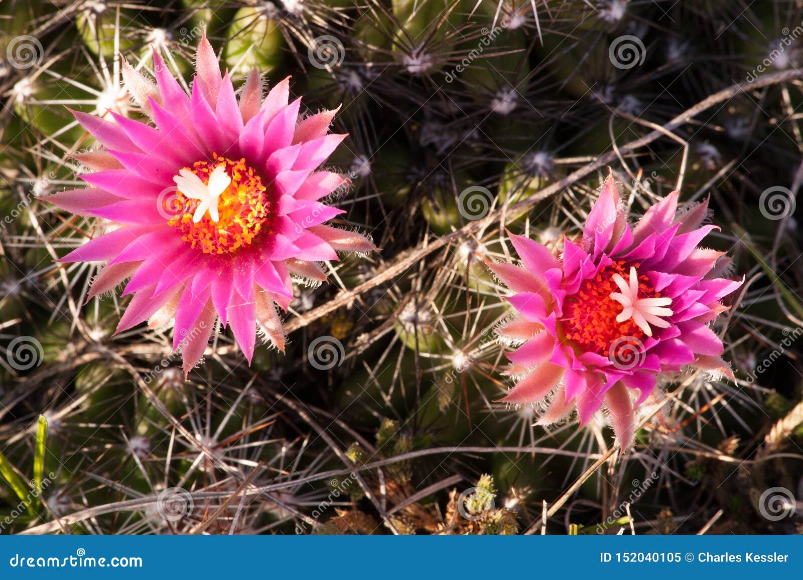 pincushion cactus in the early morning at big stone nwr