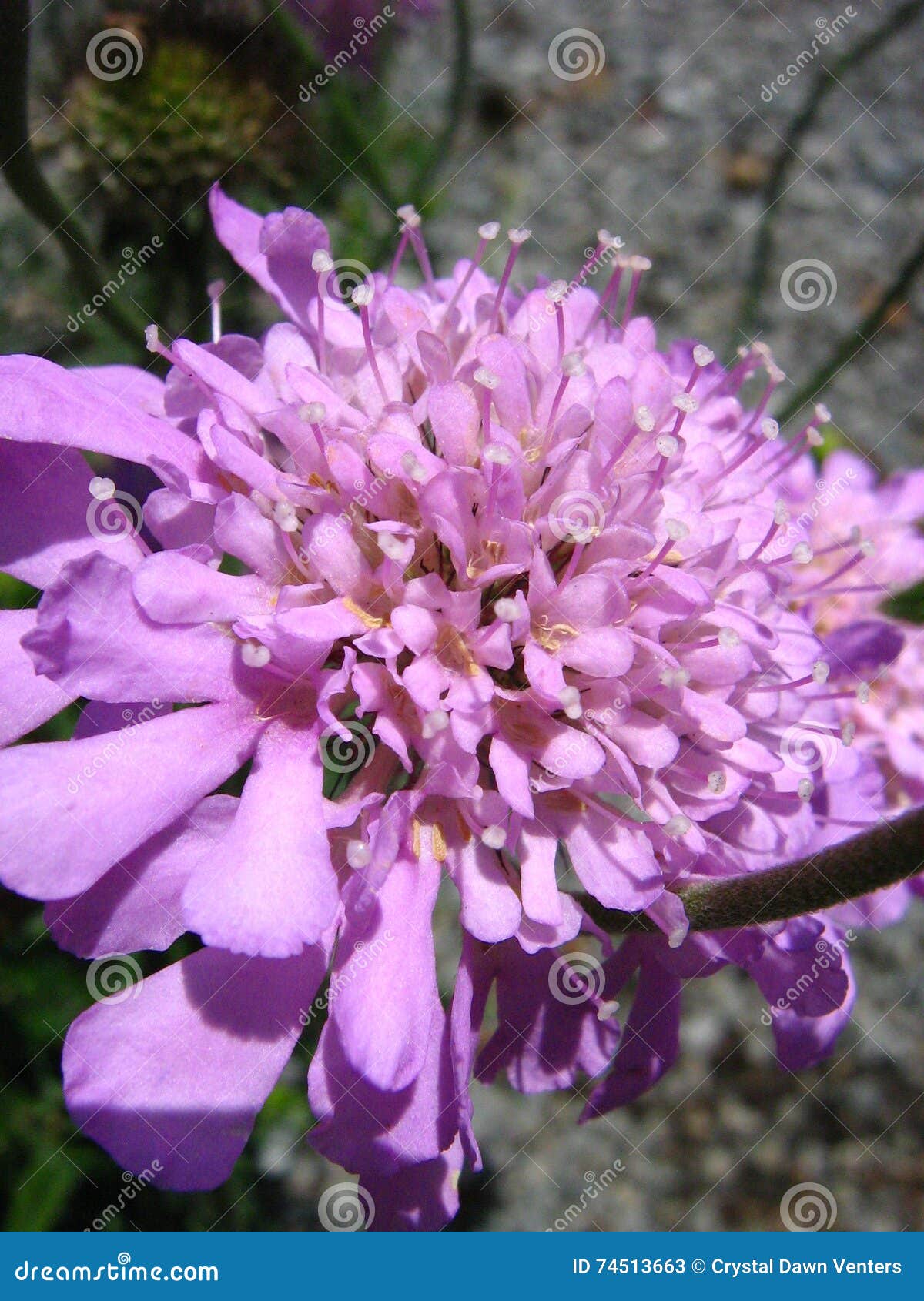 Pincushion stock image. Image of egyptian, lavender, pincushion 74513663