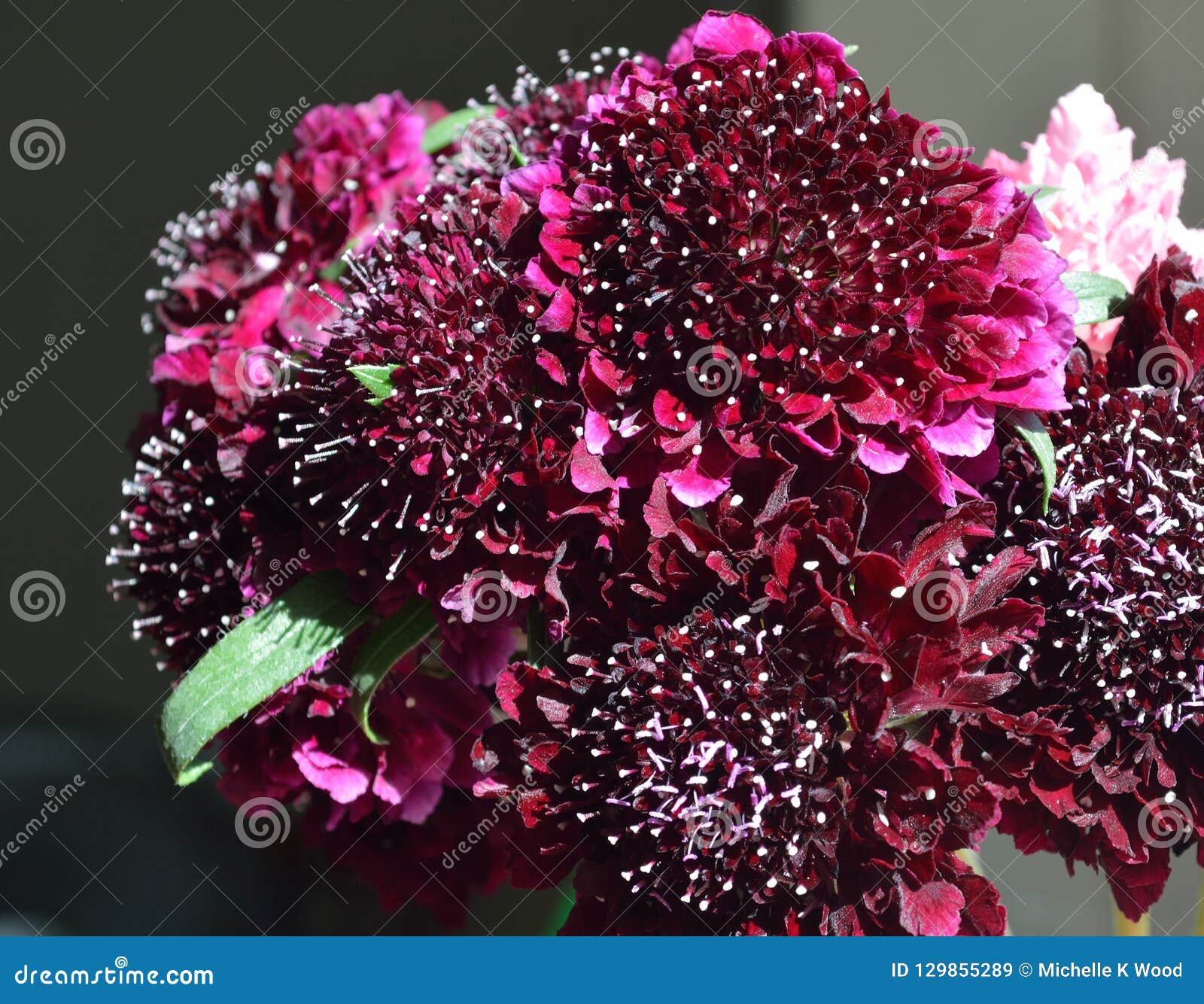 Black Pompom Black Knight Pincushion Flower Bouquet Stock Image Image Of Flowering Closeup 129855289