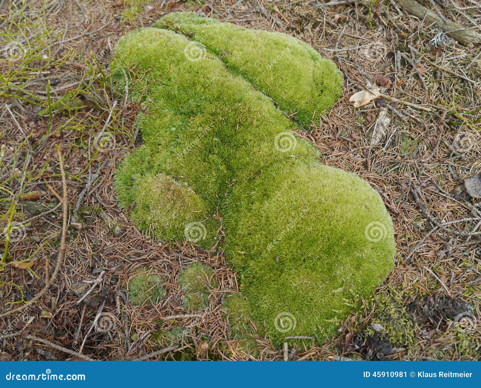 Pincushion moss stock image. Image of white, glaucum 45910981
