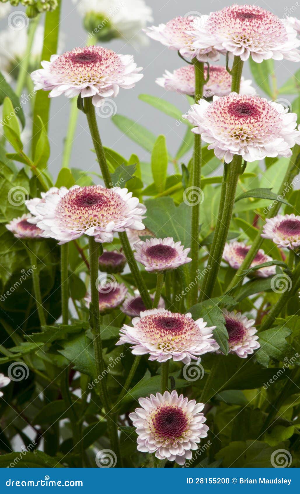 Pincushion plant flowers. stock photo. Image of bloom 28155200