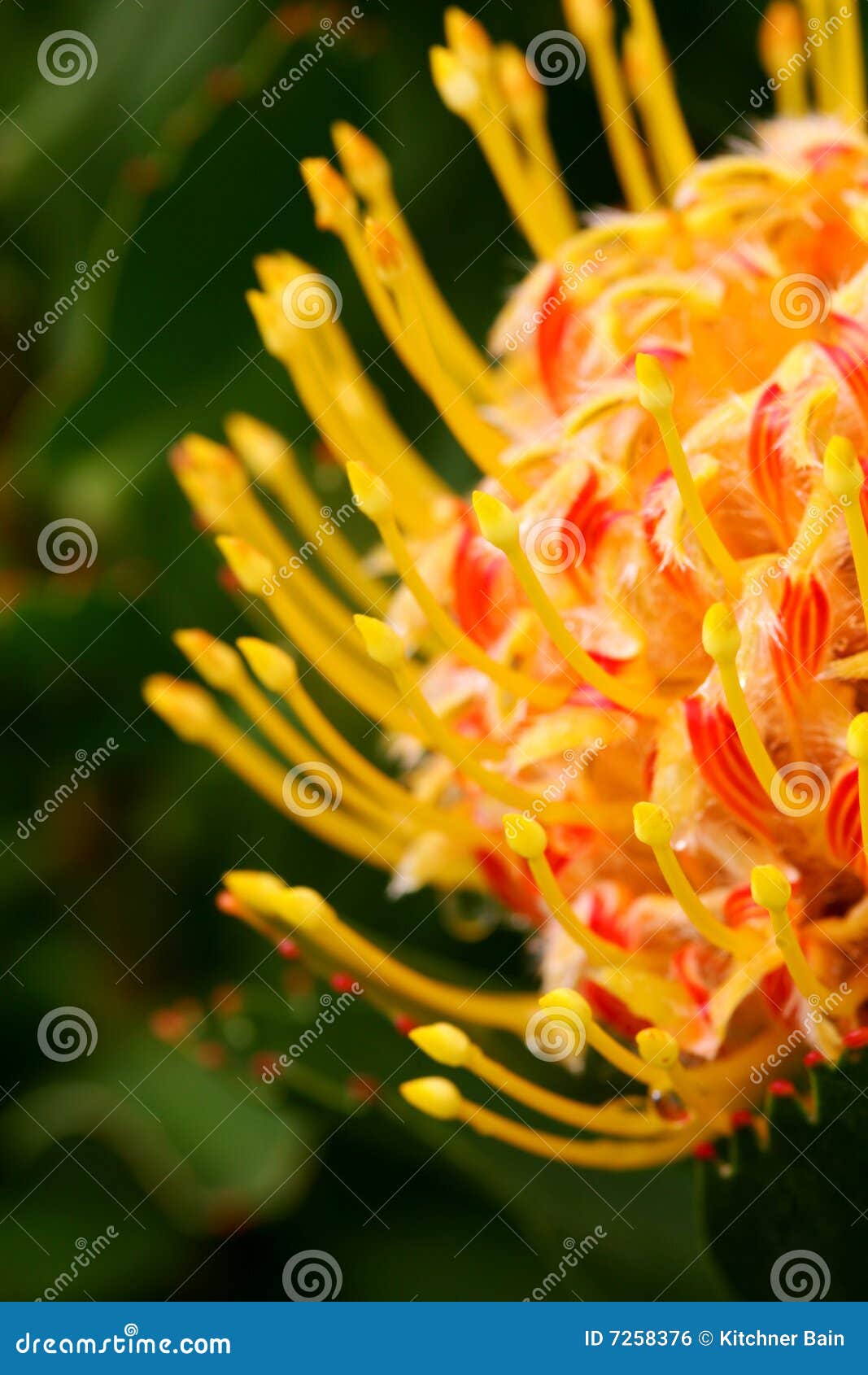 Pincushion Protea stock photo. Image of yellow, african 7258376