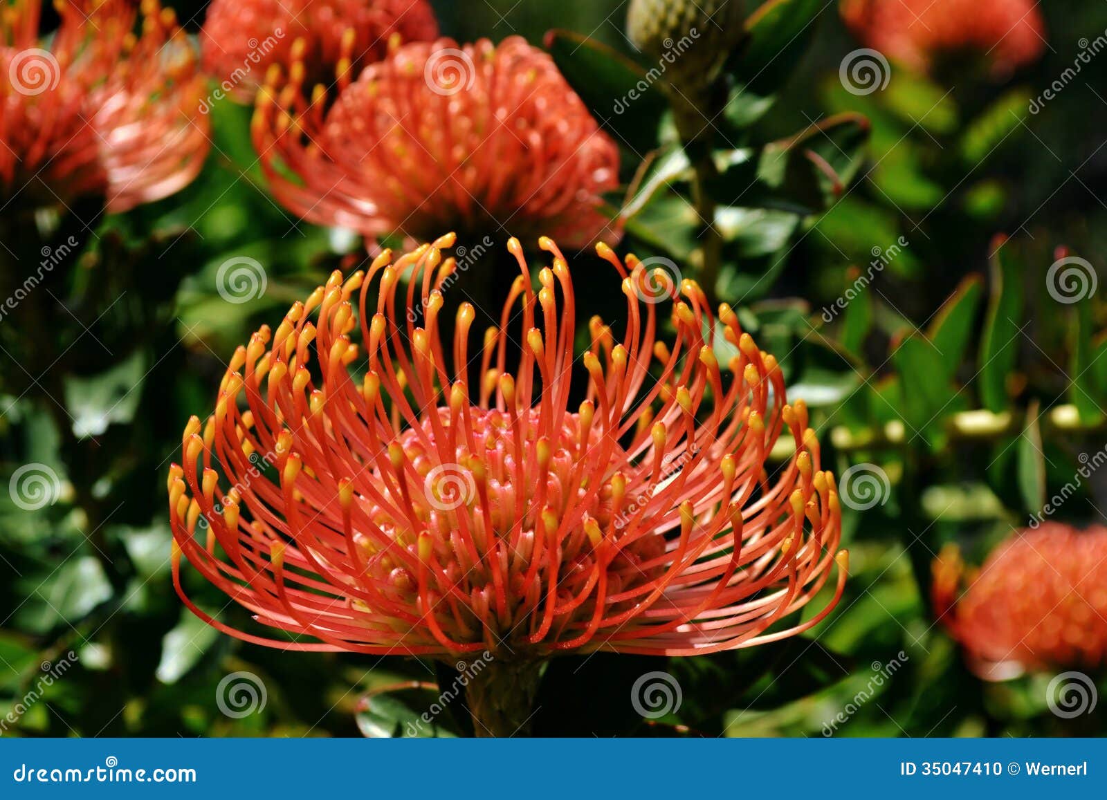 Pincushion protea stock photo. Image of nature, flower 35047410
