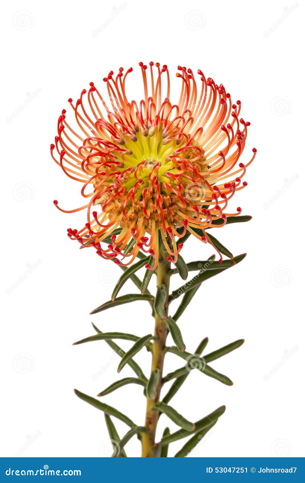 Pincushion Protea Flower stock image. Image of flora 53047251