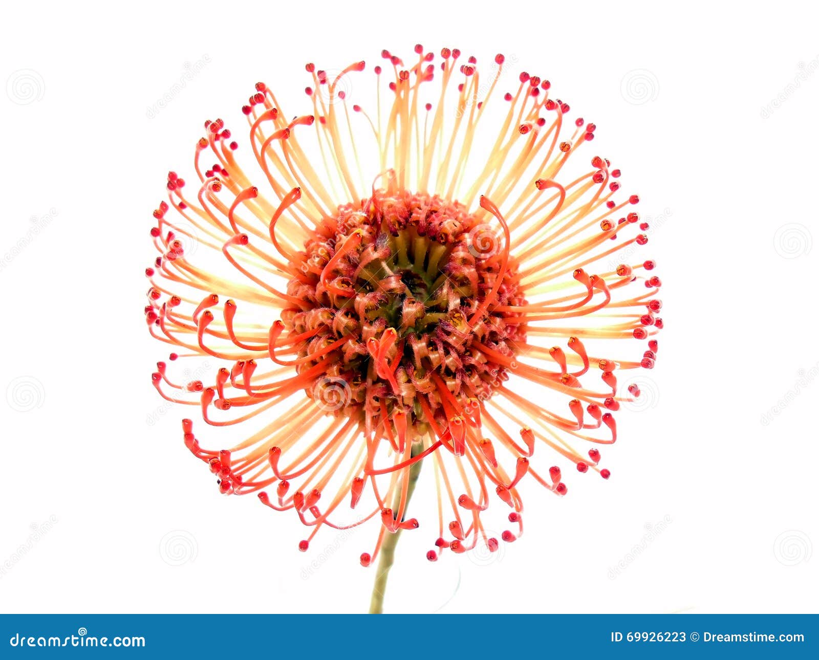 Pincushion Protea stock image. Image of protea, flora 69926223