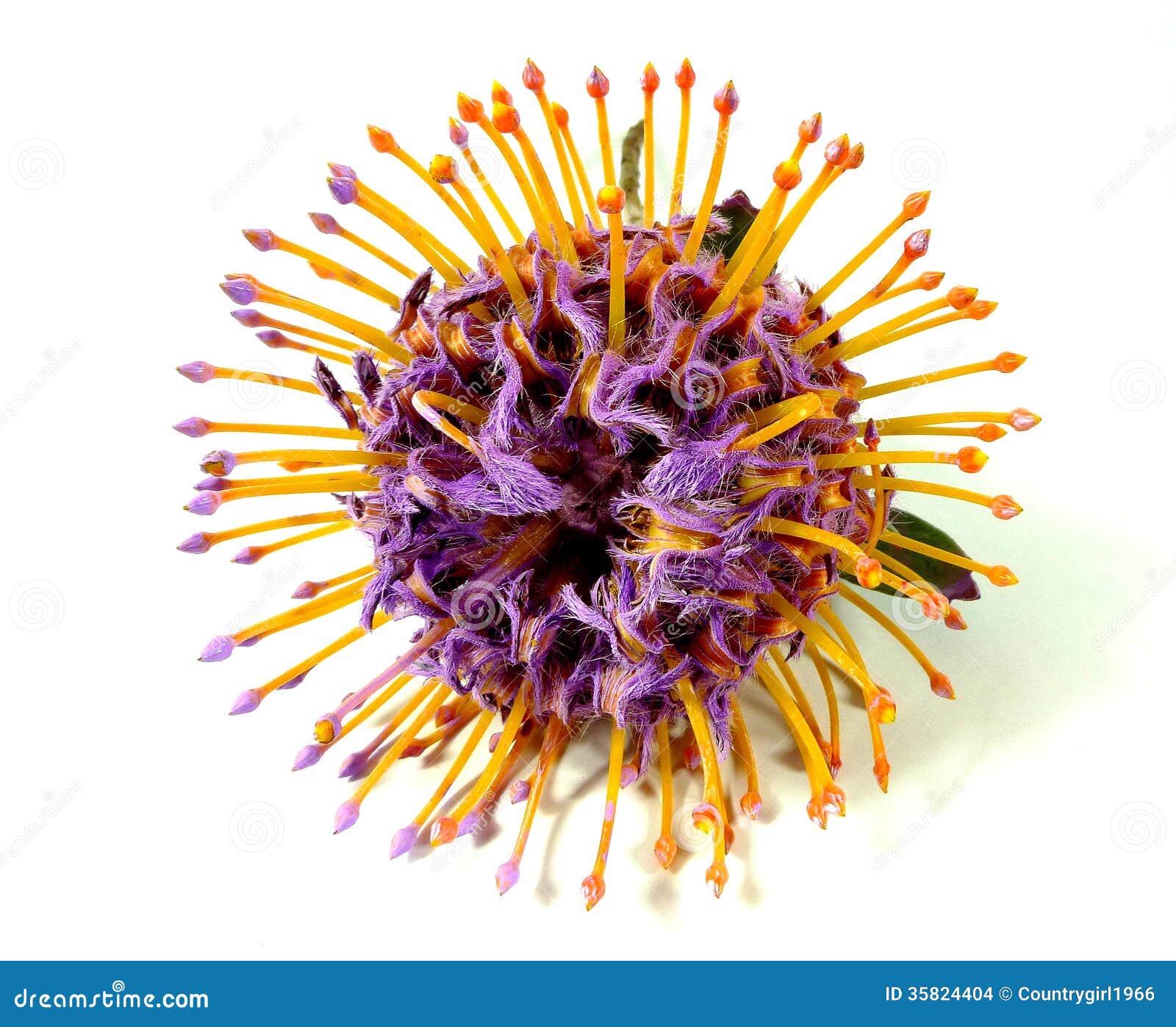 Pincushions protea stock photo. Image of flora, environment 35824404