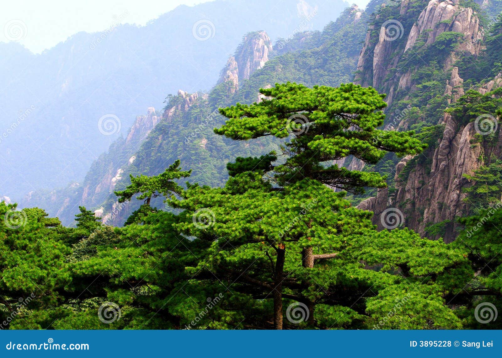 Pine stock photo. Image of landscape, trees, plant, asia 3895228