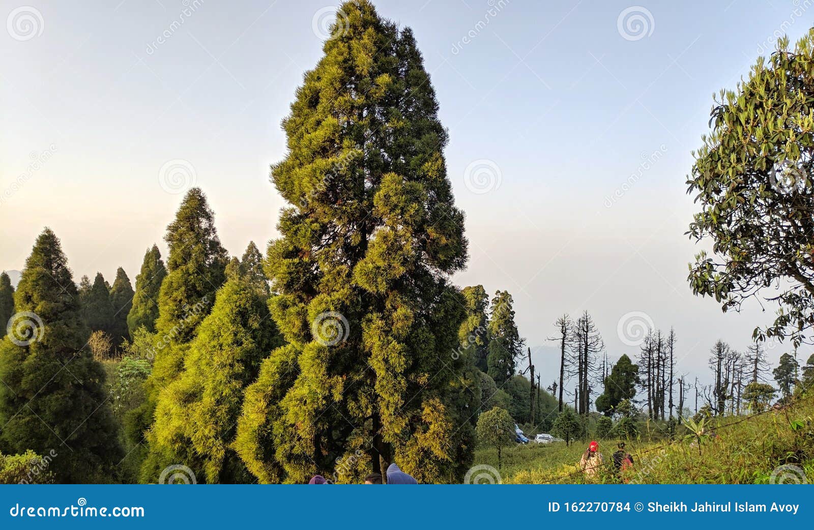 a pine is any conifer in the genus pinus of the family pinaceae. pinus is the sole genus in the subfamily pinoideae.