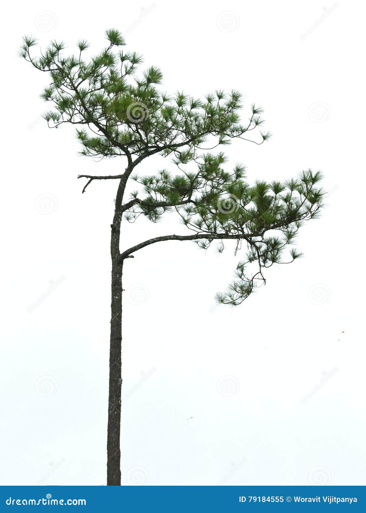 Pine Asia stock image. Image of environment, pinus, outdoors 79184555