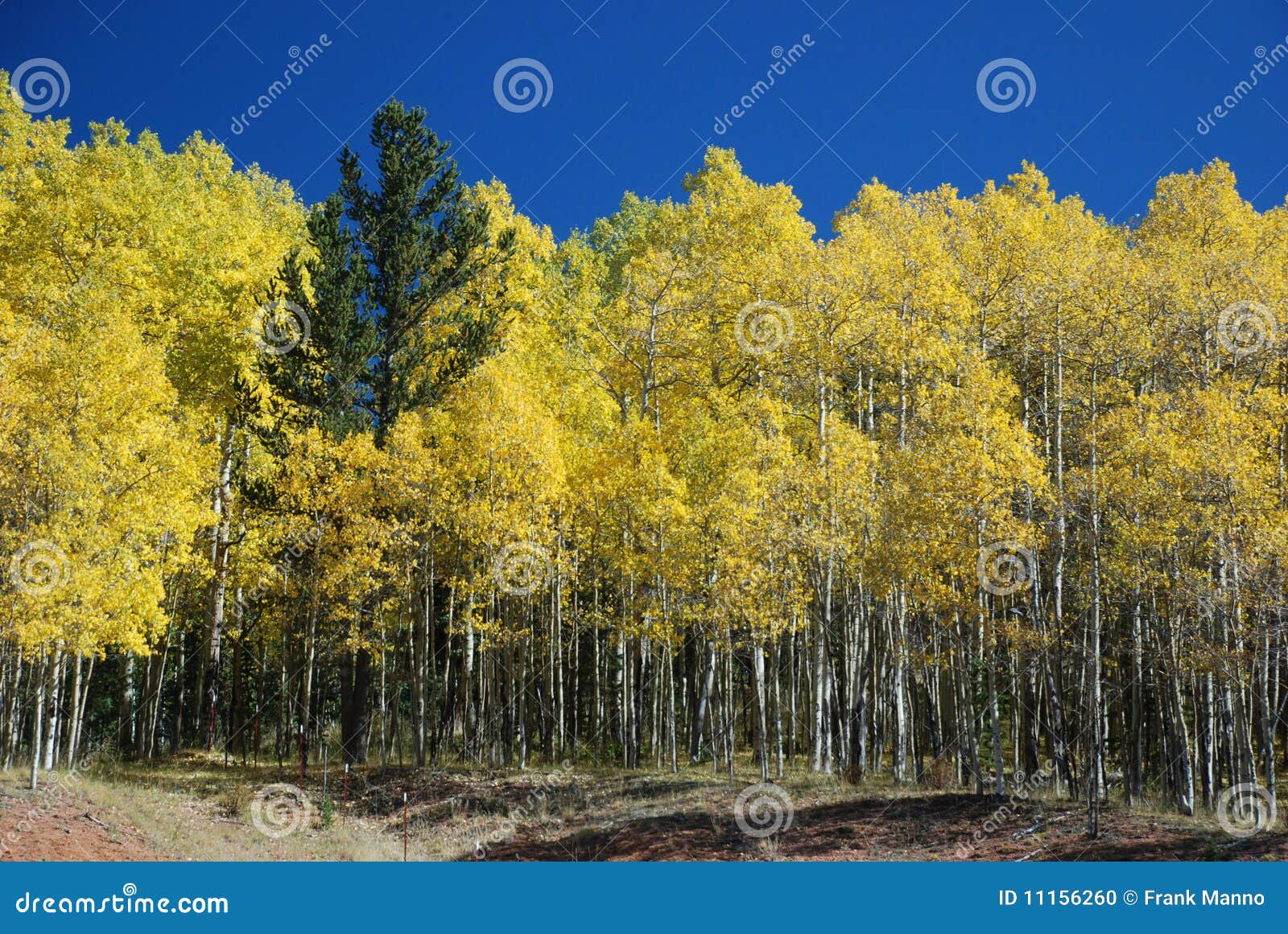 a pine in the aspens - how to stand out in the cro