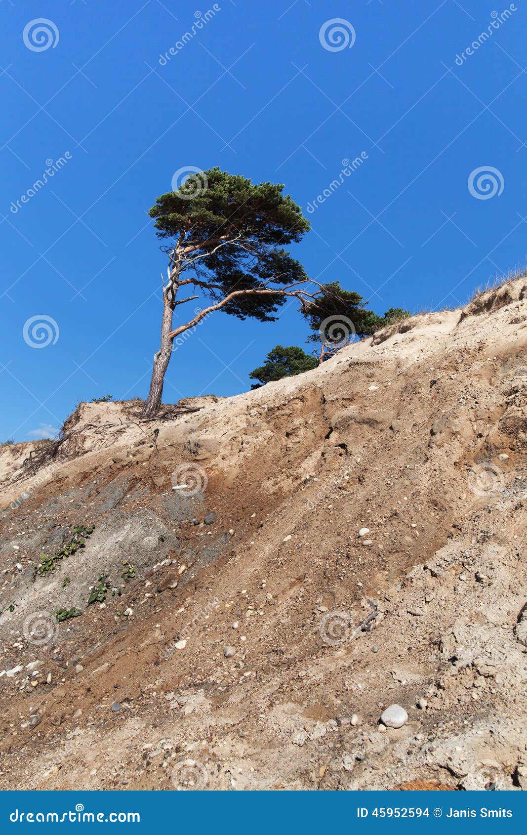 Pine on Baltic coast. stock photo. Image of landscape 45952594