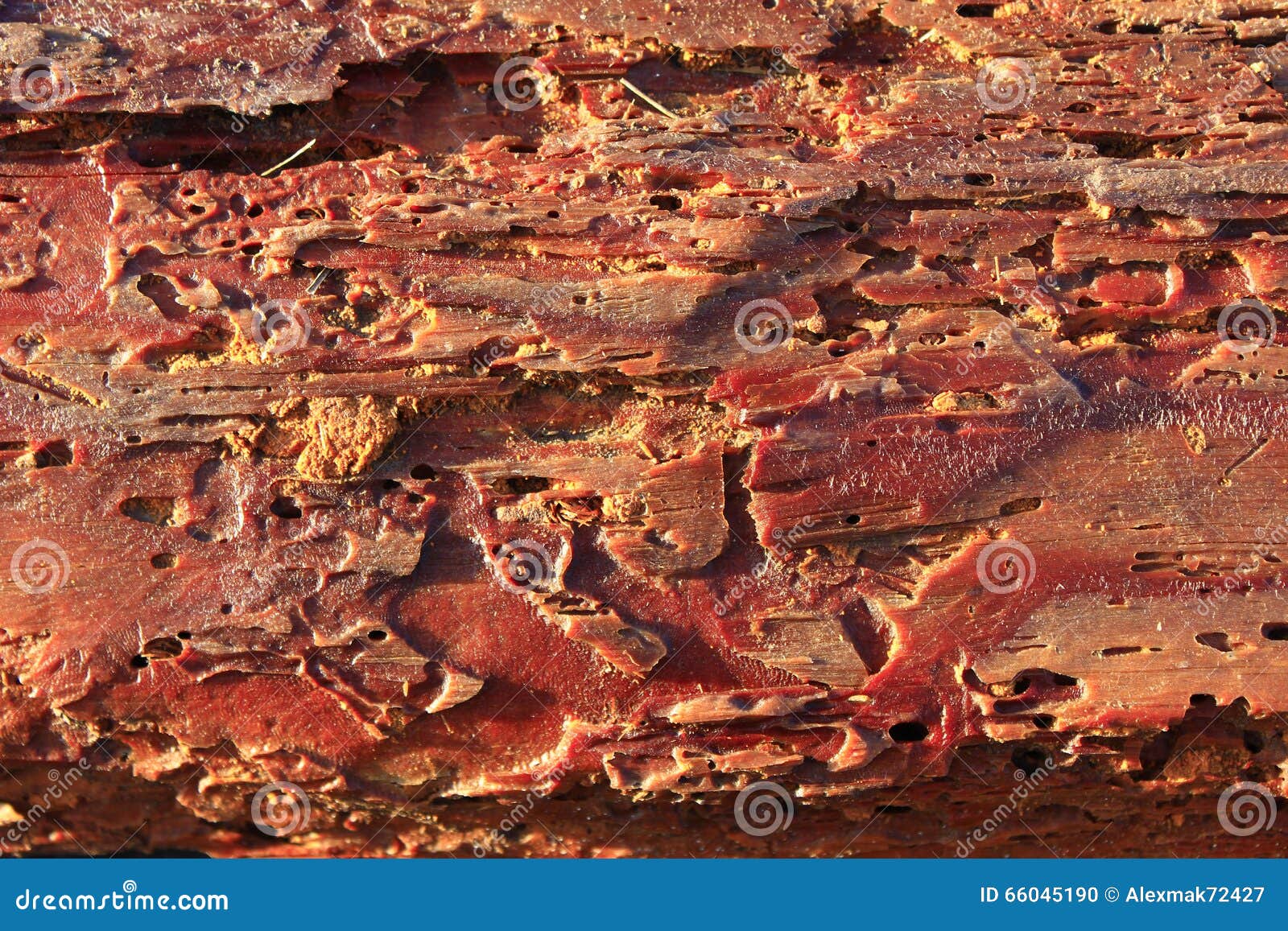 Pine Bark Ate Away by Common Furniture Beetles Stock Photo Image of