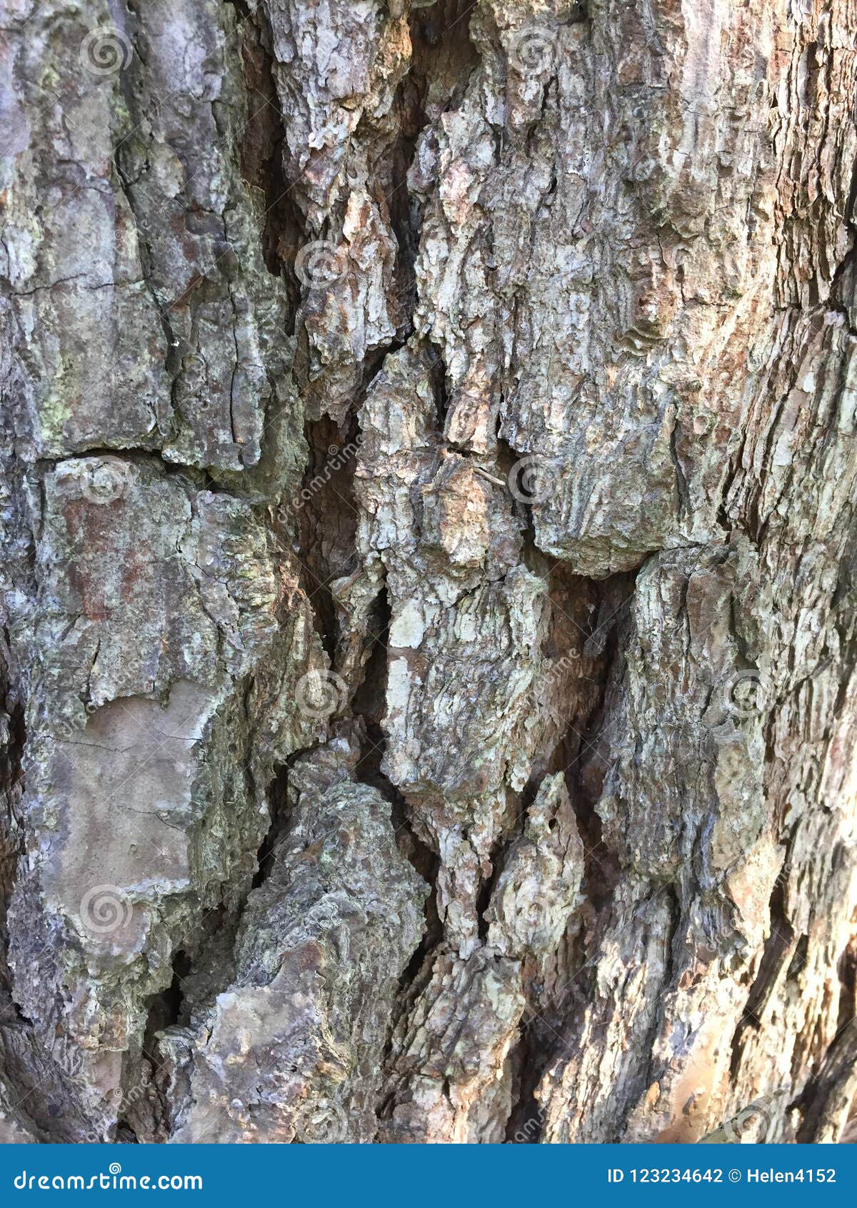 Pine Bark On An Old Pine Tree Stock Photo Image of older, bark 123234642