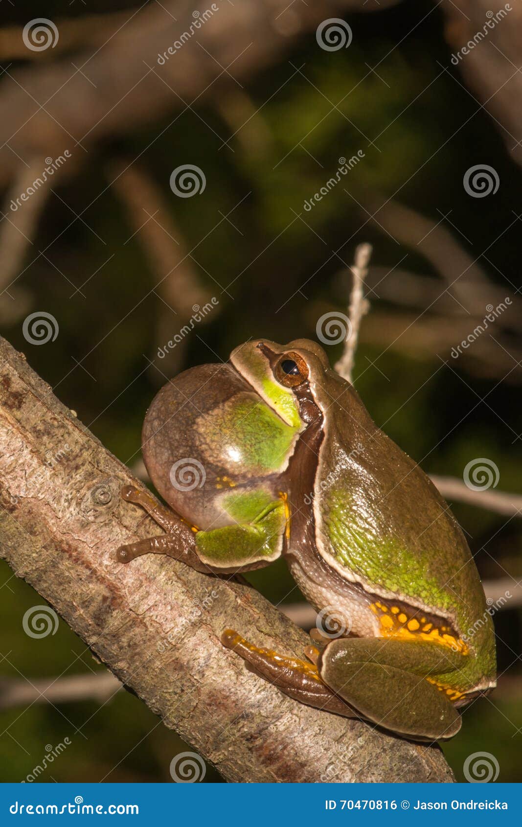 pine barrens treefrog