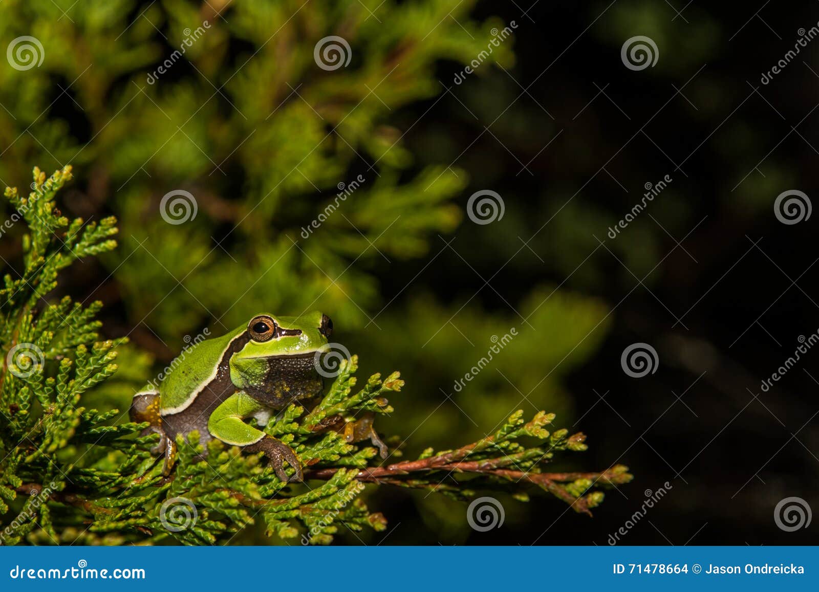 pine barrens treefrog