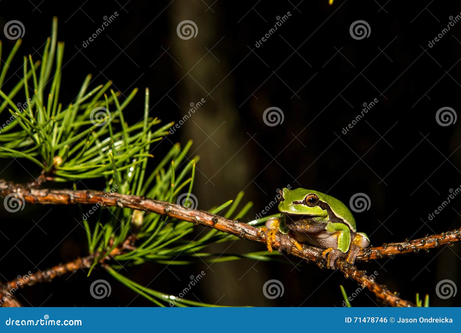 pine barrens treefrog