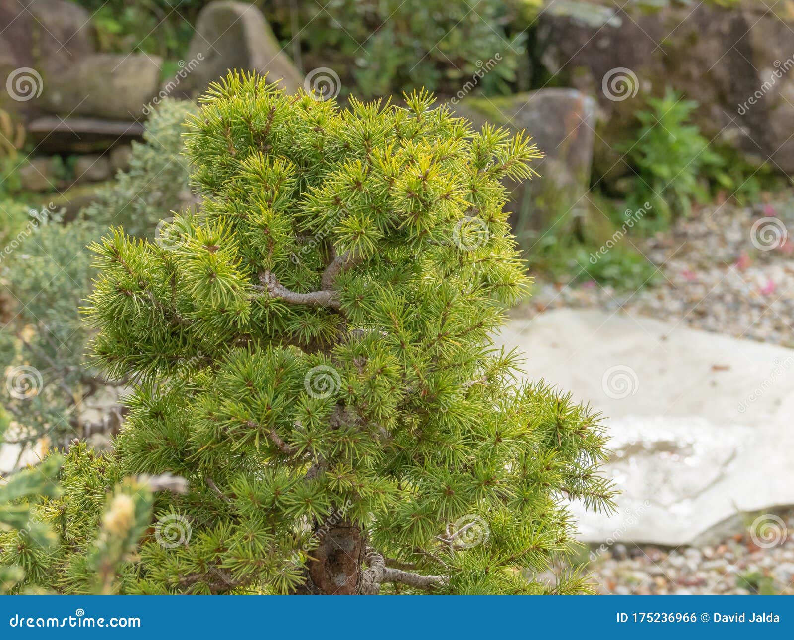 pine bonsai tree in a gravel garden pinaceae