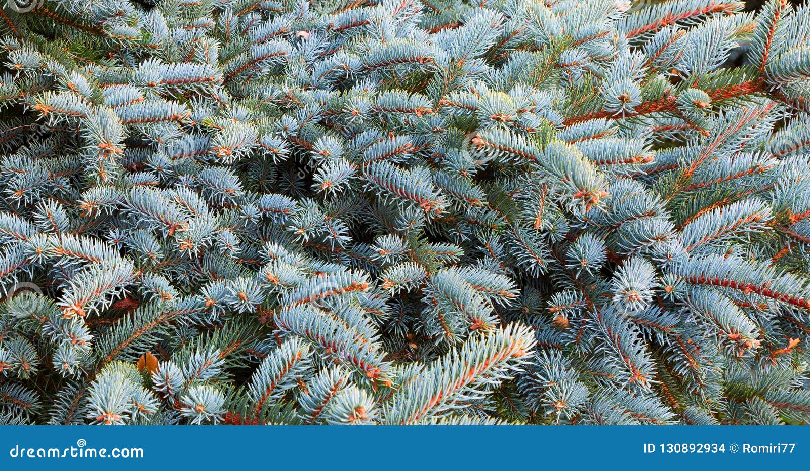 Pine Branch. Christmas Tree. Fir Tree Branch Stock Photo Image of spruce, background 130892934