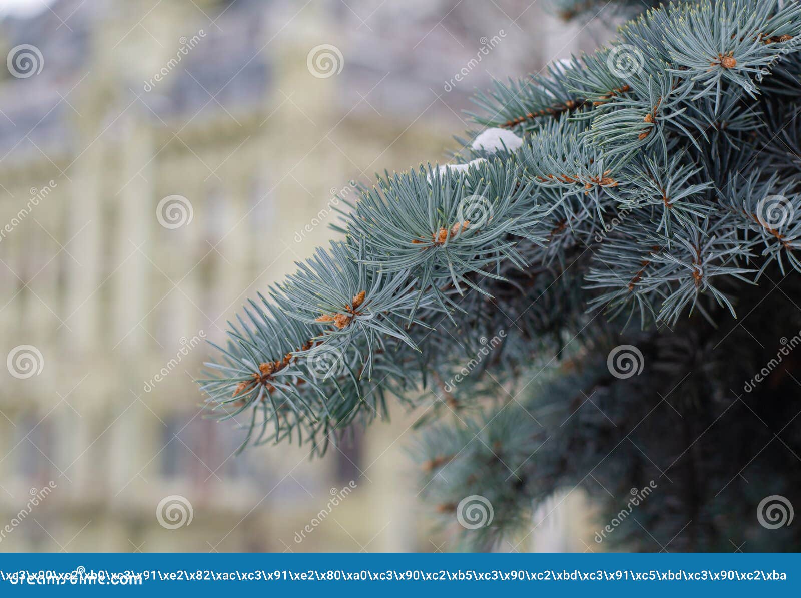 Pine Branch. Christmas Tree. Needles. Pine Cones on the Tree. Stock Image Image of snow, tree