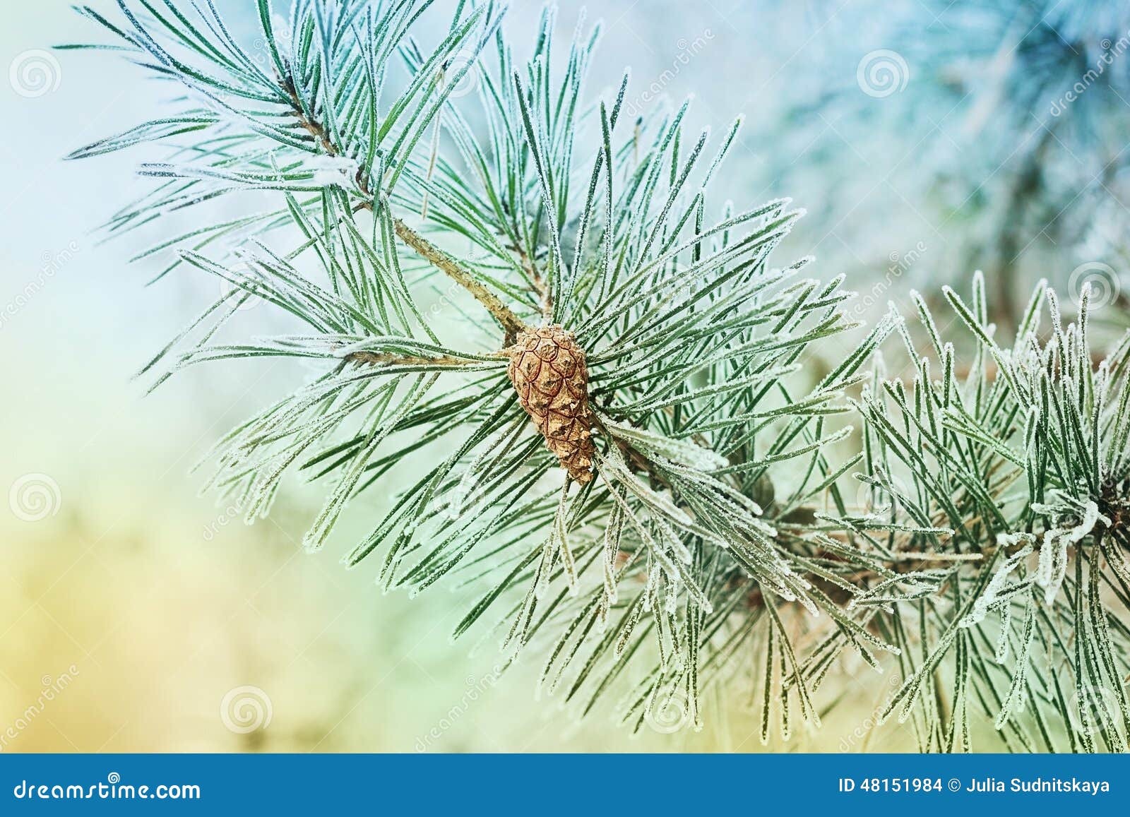 pine branch with cones covered with hoarfrost, frost or rime in a snowy forest