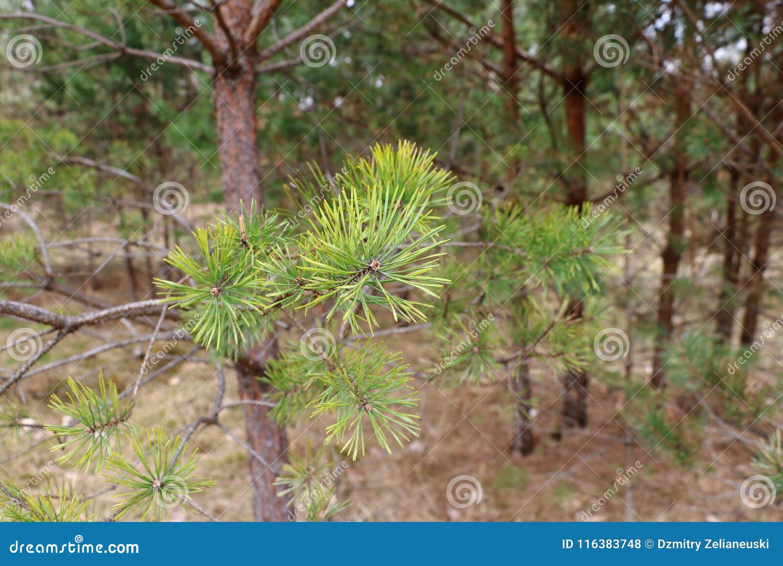 Pine Branch with Large Green Needles in Spring Stock Photo Image of