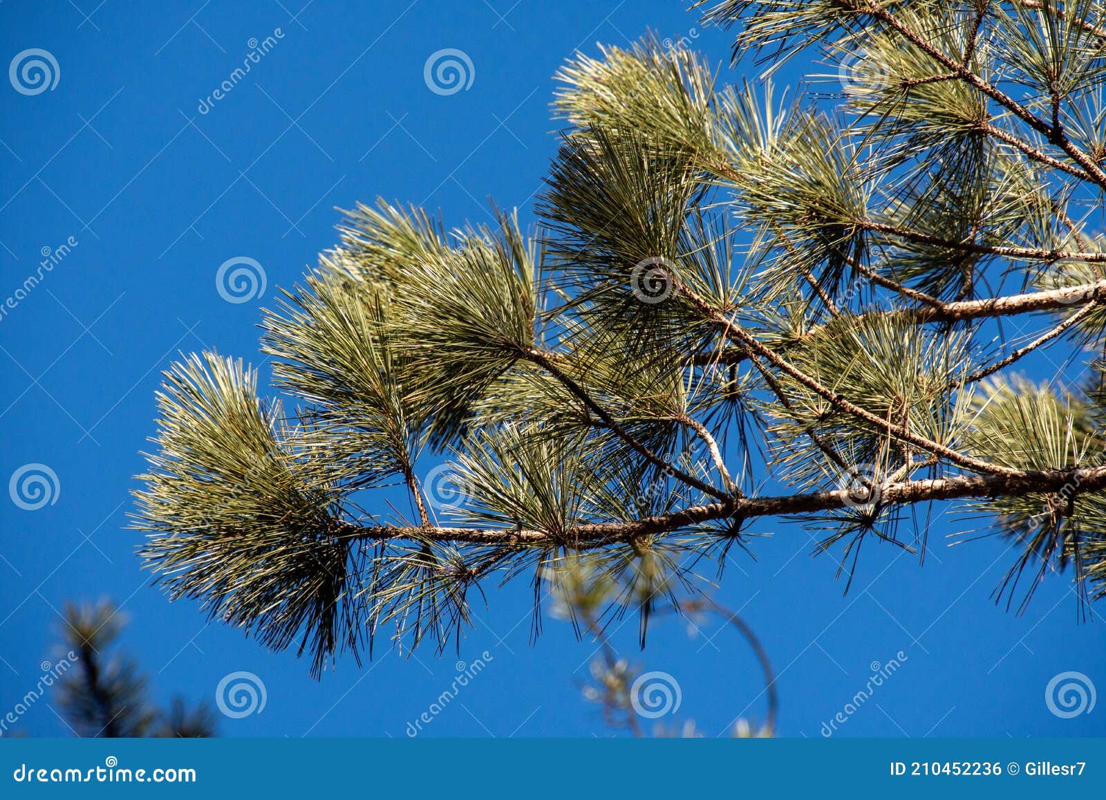 pine branch, winter landsacape on the forest